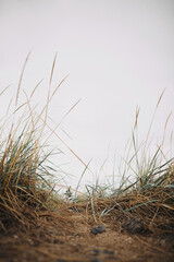 Green and yellow grass and wild grass on sandy beach on background of grey sky. Calm tranquil moment