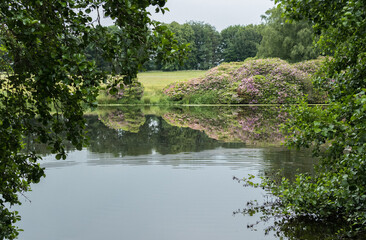 Fototapeta na wymiar Pink flowering shrub reflected in water