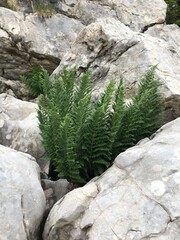 green fern on the rocks