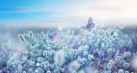 Wild blue and lilac flowering fluffy grass in field and two fluttering butterfly on nature...