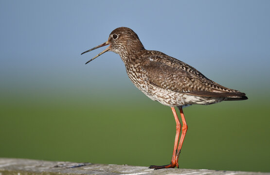 Rotschenkel am Wattenmeer 