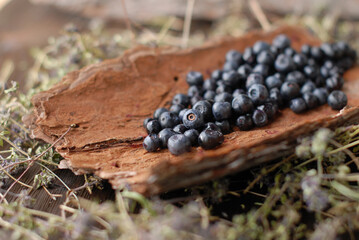 Soft focus, background of forest blueberries freshly picked on a piece of tree bark. Healthy and edible berry.