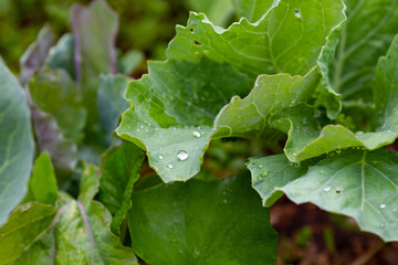 Close up of cabbage leaves with raindrops. Cabbage shoots on the bed outdoors. Home gardening concept
