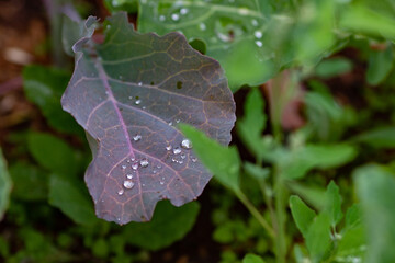 Close up of cabbage leaves with raindrops. Cabbage shoots on the bed outdoors. Home gardening concept
