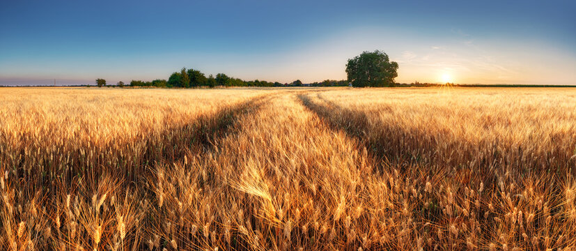 Wheat field panorama with path at summer sunset, Agriculture © TTstudio