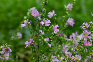 Close-up of wild pink flowers blooming in a green meadow. The delicate petals and vibrant colors contrast beautifully with the lush background, creating a peaceful and refreshing nature scene. 