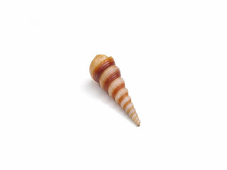 sea snails shell isolated on white background