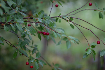 Real nature bakround: cherries on a branch with raindrops in a cherry orchard on a beautiful summer...