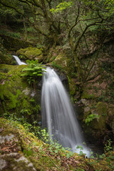 Fototapeta na wymiar Beautiful water stream in Gresso river Portugal. Long exposure smooth effect. Scenic landscape with beautiful mountain creek with green water among lush foliage in forest. 