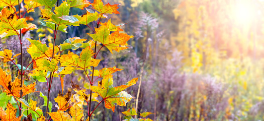 Obraz na płótnie Canvas Autumn forest with dense thickets of trees and shrubs on a sunny day. Colorful maple leaves on a tree in the autumn forest, panorama