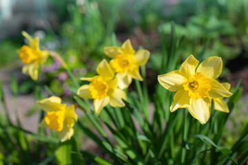 Fototapeta premium Spring flower yellow narcissus