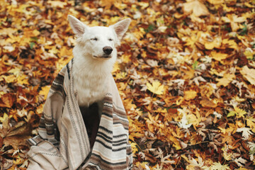 Cute dog with closed eyes sitting under cozy blanket on autumn leaves in woods, relaxing.Cozy autumn