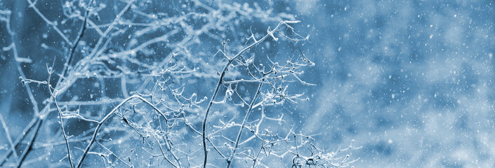 Blizzard in the forest. Frost-covered dry branches of plants in the forest on a blurred background during a snowfall, panorama