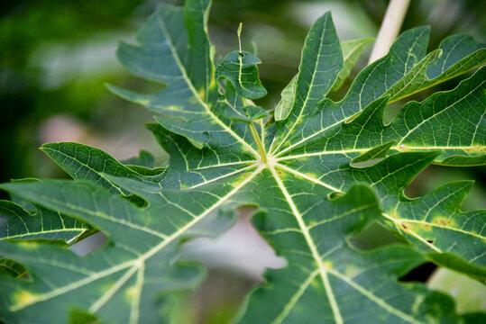 Papaya Leaf In Closed Up With Green Color On Bokeh Background