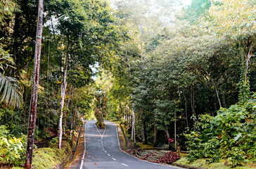 Empty road in the jungle at Batukaru in Tabanan regency of Bali Indonesia