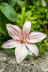 Oriental Lily