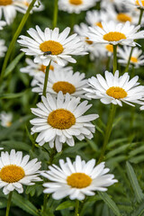 Obraz premium Shasta Daisies