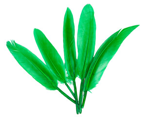 Bright green feather isolated on the white background