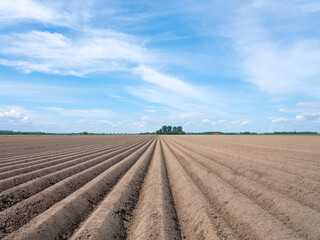 Fototapeta na wymiar A milled field in Flevoland from which the new potatoes will be harvested later