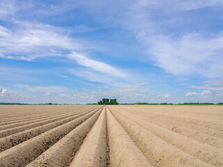 Fototapeta na wymiar A milled field in Flevoland from which the new potatoes will be harvested later