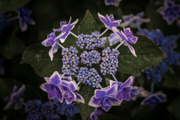 京都府　-　【三室戸寺（みむろとじ）のあじさい】