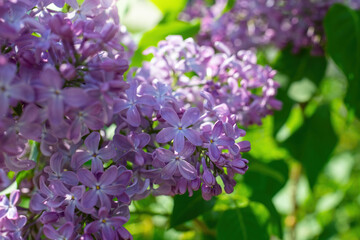 Fototapeta na wymiar Branch of blossoming purple lilac on a sunny day