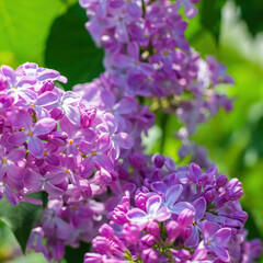 Branch of blossoming purple lilac on a sunny day
