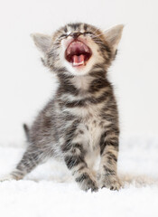The kitten meows shouts purebred kitten. Baby kitten