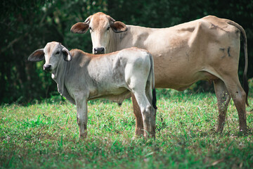 Couple of cows grazing in the pasture