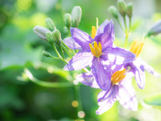 Closeup beautiful purple flowers with the blur green nature background and sunlight bright floral
