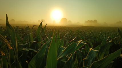 Morning has broken