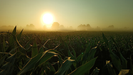 Morning has broken