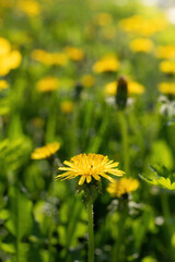 Carpet of dandelions on a blurred background.