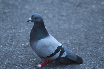 Obraz premium Pigeon sur le bitume