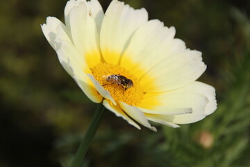 Obraz premium bee on daisy