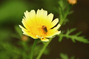 yellow flower with bee