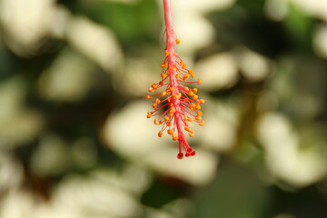 red and yellow leaves