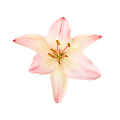 large lily flower of gentle pink color isolated on white background. for the design of posters, websites, brochures and business cards