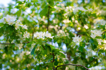 Branch of a blossoming apple tree