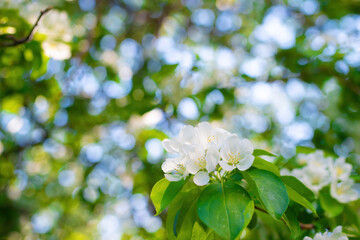 Branch of a blossoming apple tree