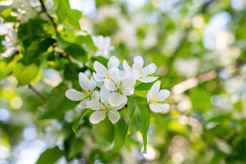 Branch of a blossoming apple tree