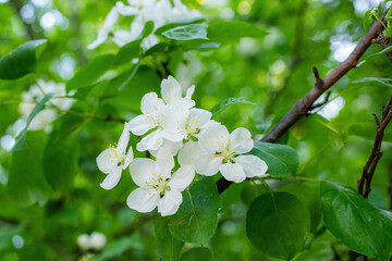 Fototapeta premium Branch of a blossoming apple tree
