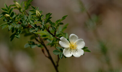 Bibernell-Rose - Rosa spinosissima 
