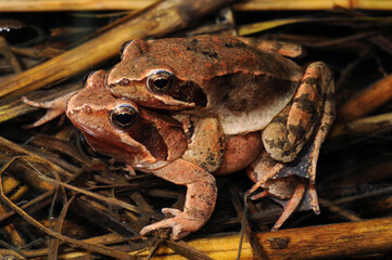 Italienischer Springfrosch (Rana latastei) bei der Paarung // Italian agile frog - mating