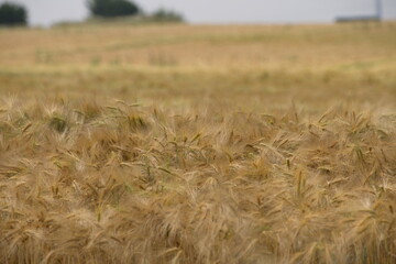 Getreidefeld