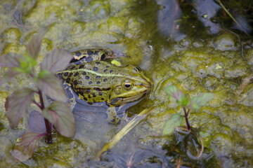 Teichfrosch -Frosch