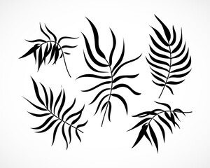 Vector Palm Tree Leaves Silhouette Set Isolated on White Background. Black exotic tropical plant part collection. Hand drawn coconut palm branch, leaf