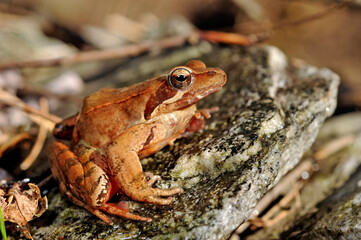 Italienischer Springfrosch // Italian agile frog (Rana latastei) 
