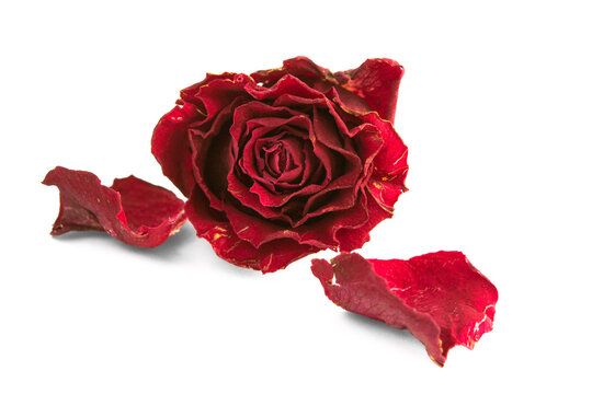 Dried red rose and two petals