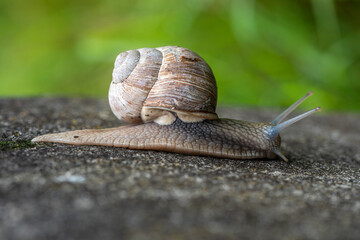 snail with its shell passing by